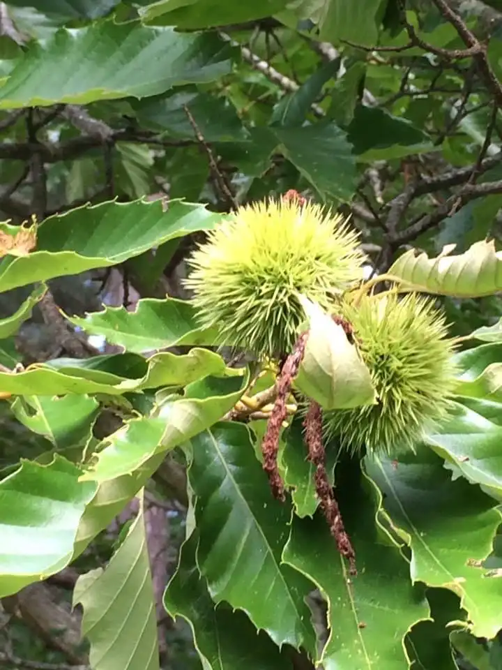 Photo of Castanea mollissima - nut, Warren County, NC:Cathy Dewitt