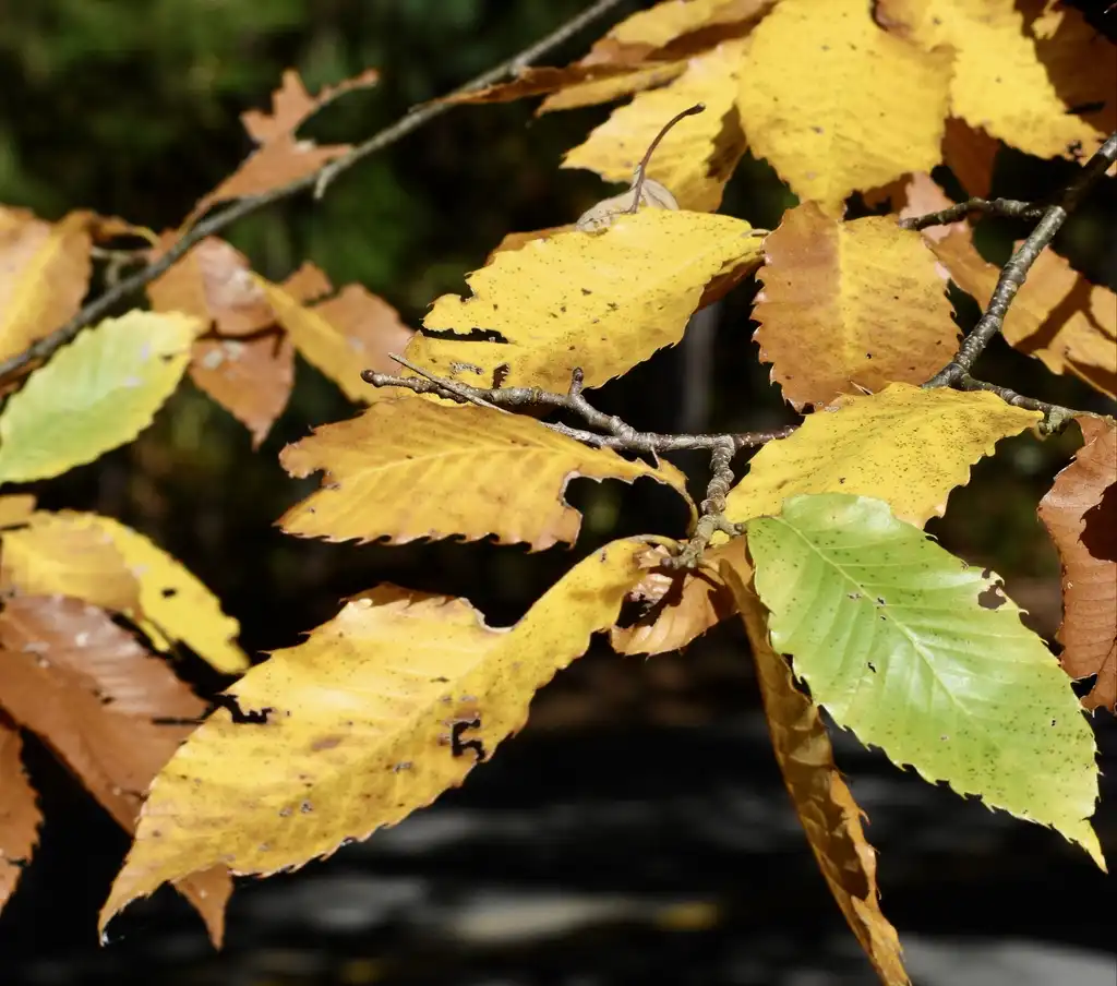 Photo of Castanea mollissima - Buds and Leaves (Halifax County,NC)-Late Fall:Cathy Dewitt