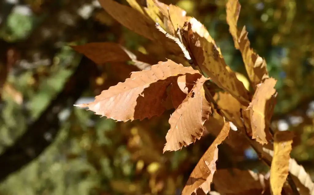 Photo of Castanea mollissima - Fall Leaf Close-up (Halifax County, NC)-Late Fall:Cathy Dewitt
