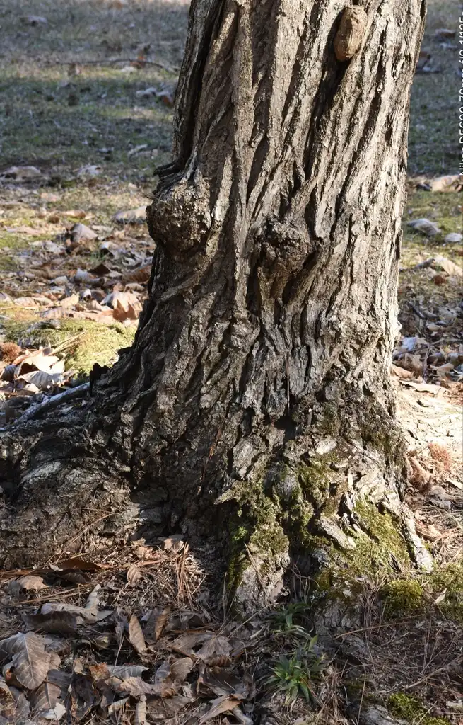 Photo of Castanea mollissima - Bark (Halifax County, NC):Cathy Dewitt