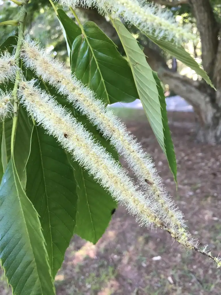 Photo of Castanea mollissima - Flower (Halifax County, NC):Cathy Dewitt