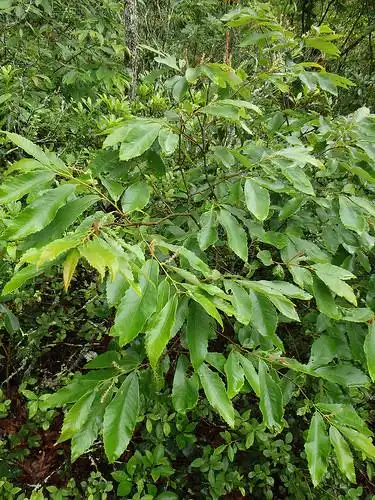 Photo of Castanea pumila (Castanea pumilas)