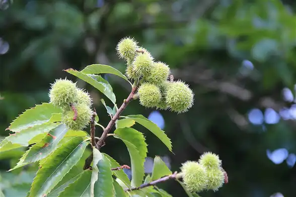 Photo of Castanea pumila (Castanea pumilas)