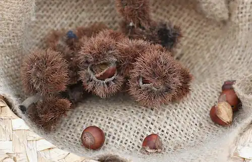 Photo of Castanea pumila - nuts:Rowena