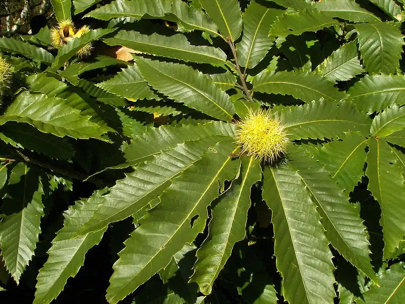 Foto de Castanea sativa (Castanea sativas)