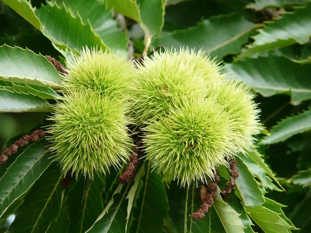 Foto de Castanea sativa (Castanea sativas)