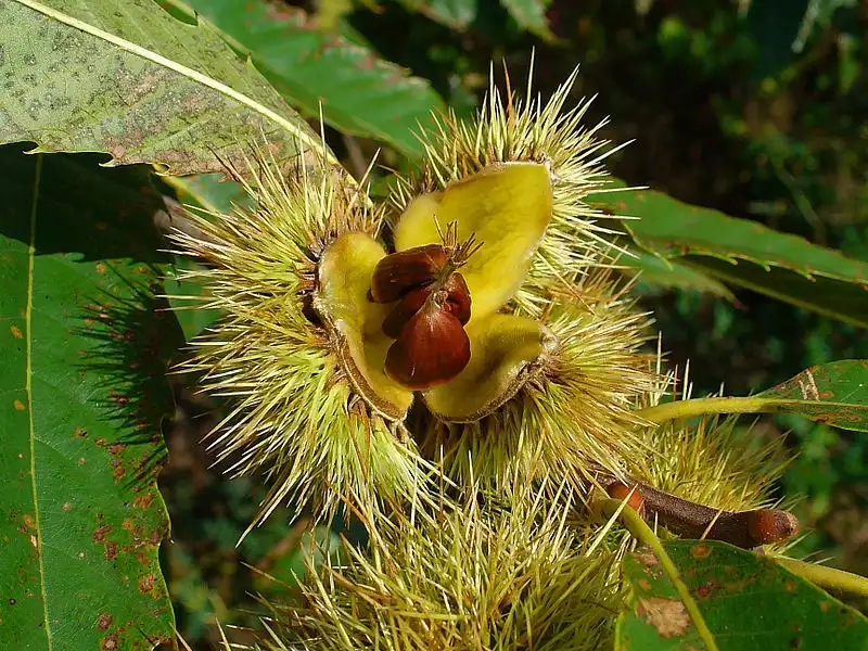 Foto de Castanea sativa - Mature fruit:H. Zell