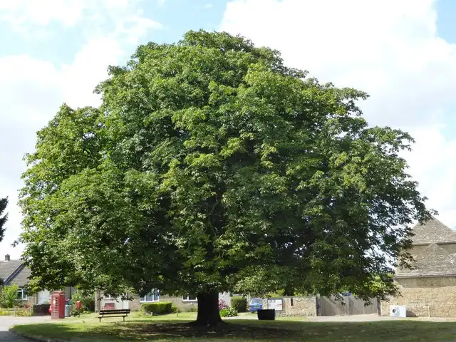 Foto de Castanea sativa - Mature tree:Bob Harvey