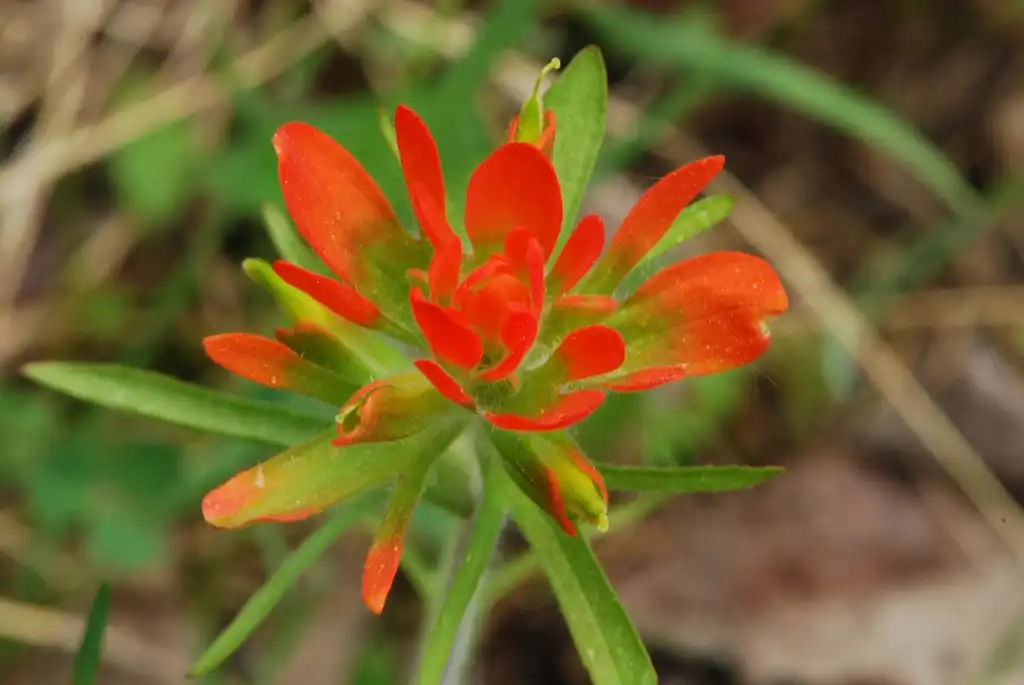 Photo of Castilleja coccinea (Castilleja coccineas)