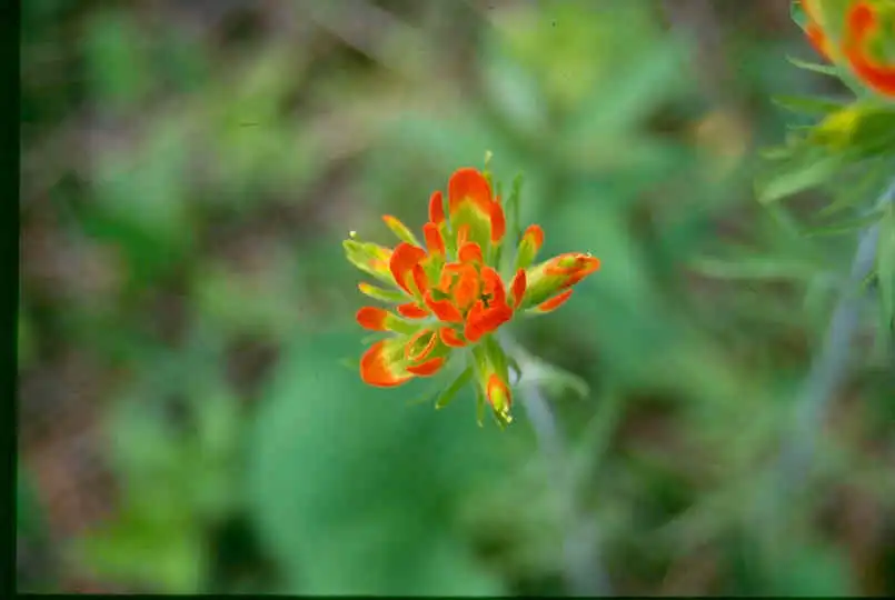 Photo of Castilleja coccinea (Castilleja coccineas)