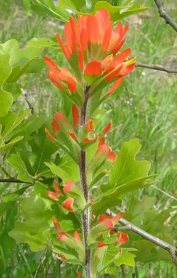 Photo of Castilleja coccinea - Whole plant:Mason Brock