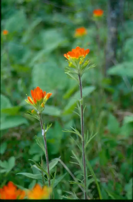 Photo of Castilleja coccinea - growth habit:Albert Herring