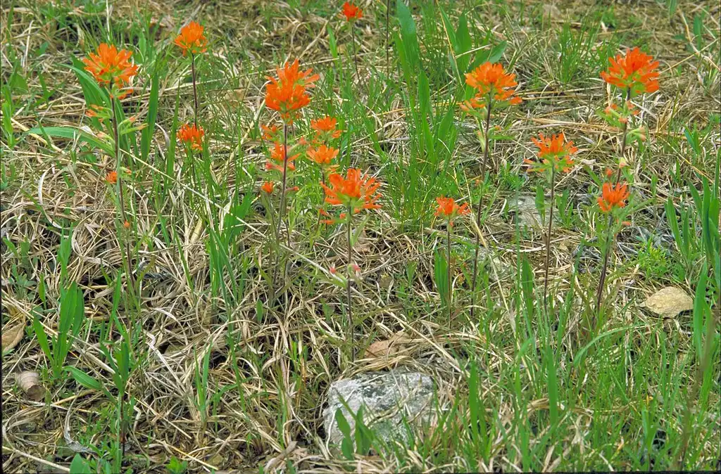 Photo of Castilleja coccinea - growth habit:Dr. Thomas G. Barnes