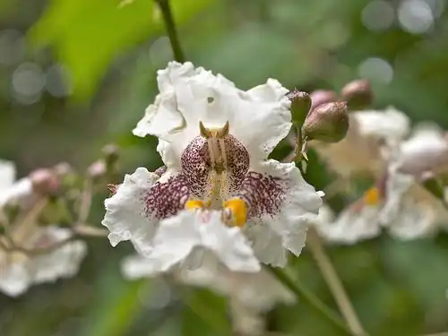 Photo of Catalpa bignonioides (Catalpa bignonioidess)