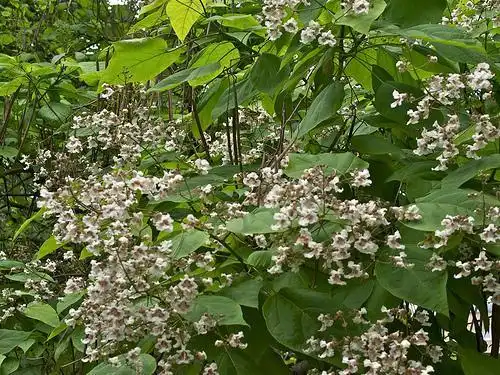 Photo of Catalpa bignonioides (Catalpa bignonioidess)