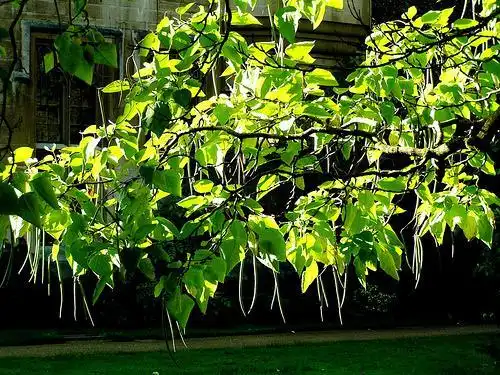 Photo of Catalpa bignonioides - Pods:Piers Nye