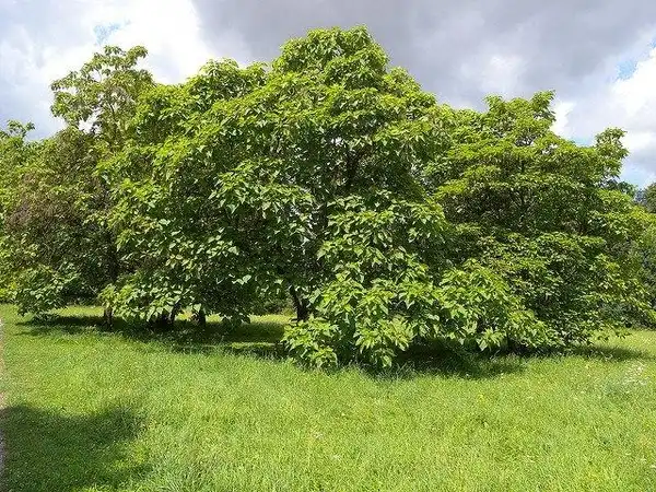 Photo of Catalpa bignonioides - Catalpa bignonioides growth habit:Tauralbus