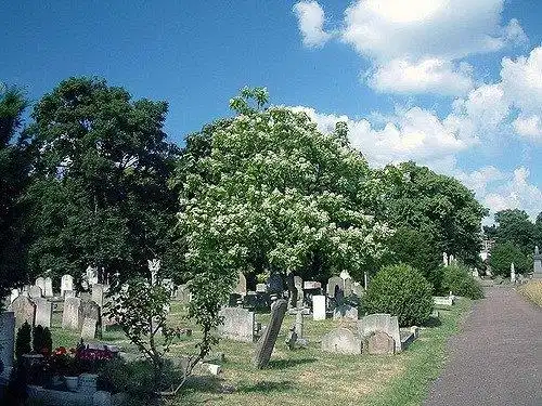 Photo of Catalpa bignonioides - Catalpa bignonioides:Alex Lomas