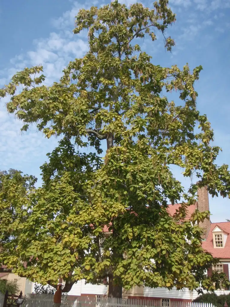 Photo of Catalpa bignonioides - Catalpa bignonioides - seed pods on full tree:Jim Lawrence