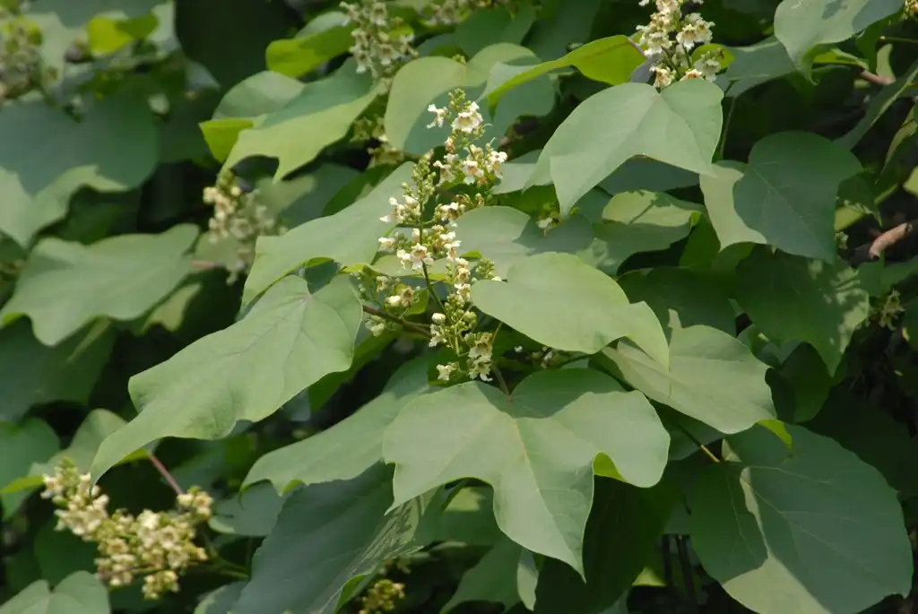 Photo of Catalpa ovata (Catalpa ovatas)