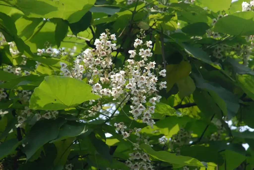 Photo of Catalpa ovata (Catalpa ovatas)