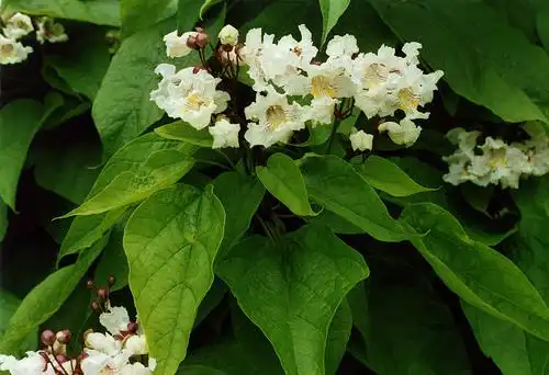 Photo of Catalpa speciosa (Catalpa speciosas)