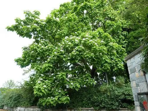 Photo of Catalpa speciosa (Catalpa speciosas)