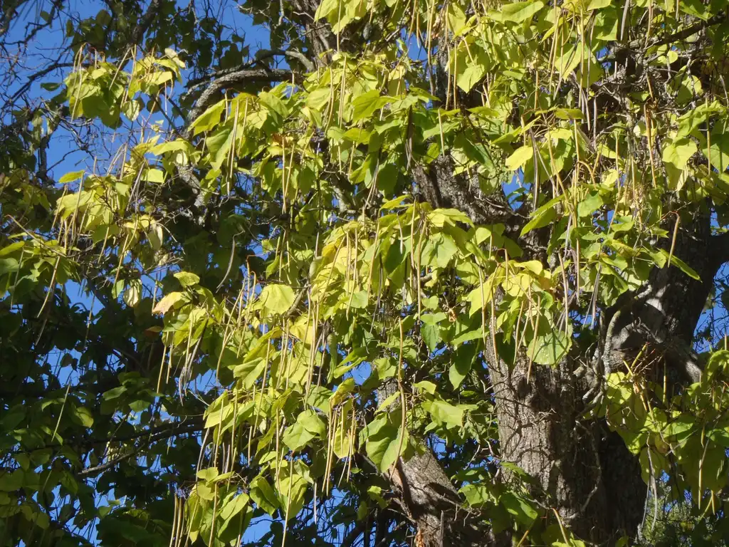 Photo of Catalpa speciosa - Leaf and Fruit:Jim Robbins