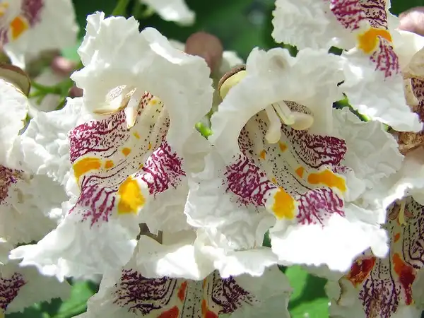 Photo of Catalpa speciosa - Catalpa speciosa:Lisa Brown