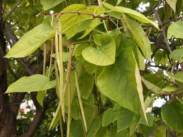 Photo of Catalpa speciosa - Catalpa speciosa:Bruce Kirchoff