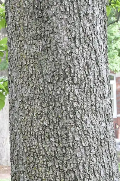 Photo of Catalpa speciosa - Catalpa speciosa:Bruce Kirchoff