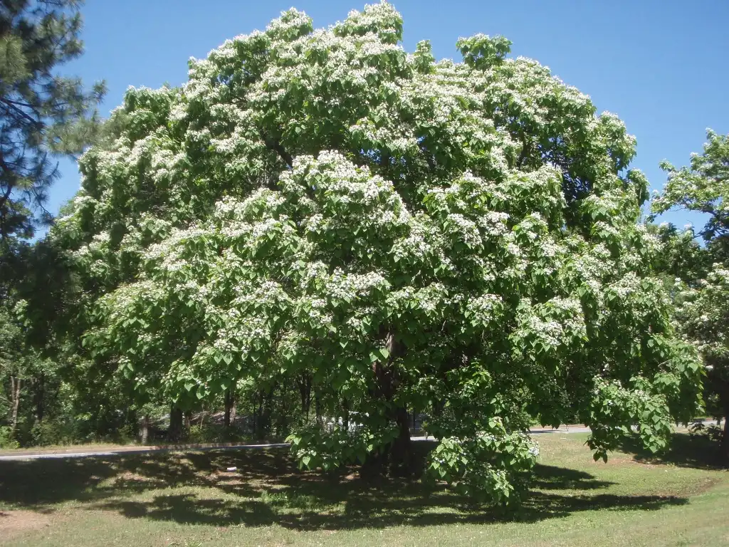 Photo of Catalpa speciosa - Catalpa speciosa - large tree in bloom:Jim Lawrence