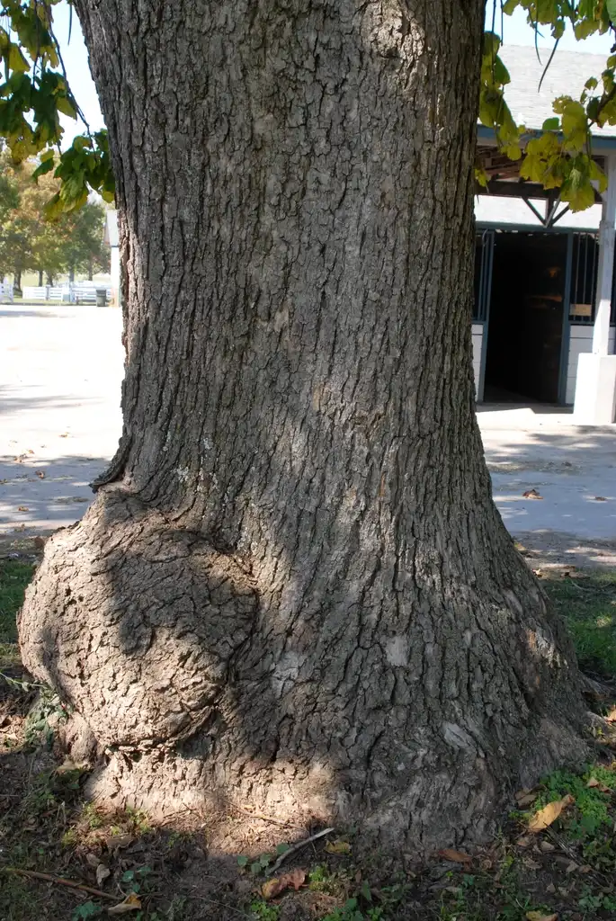 Photo of Catalpa speciosa - Bark:Jim Robbins