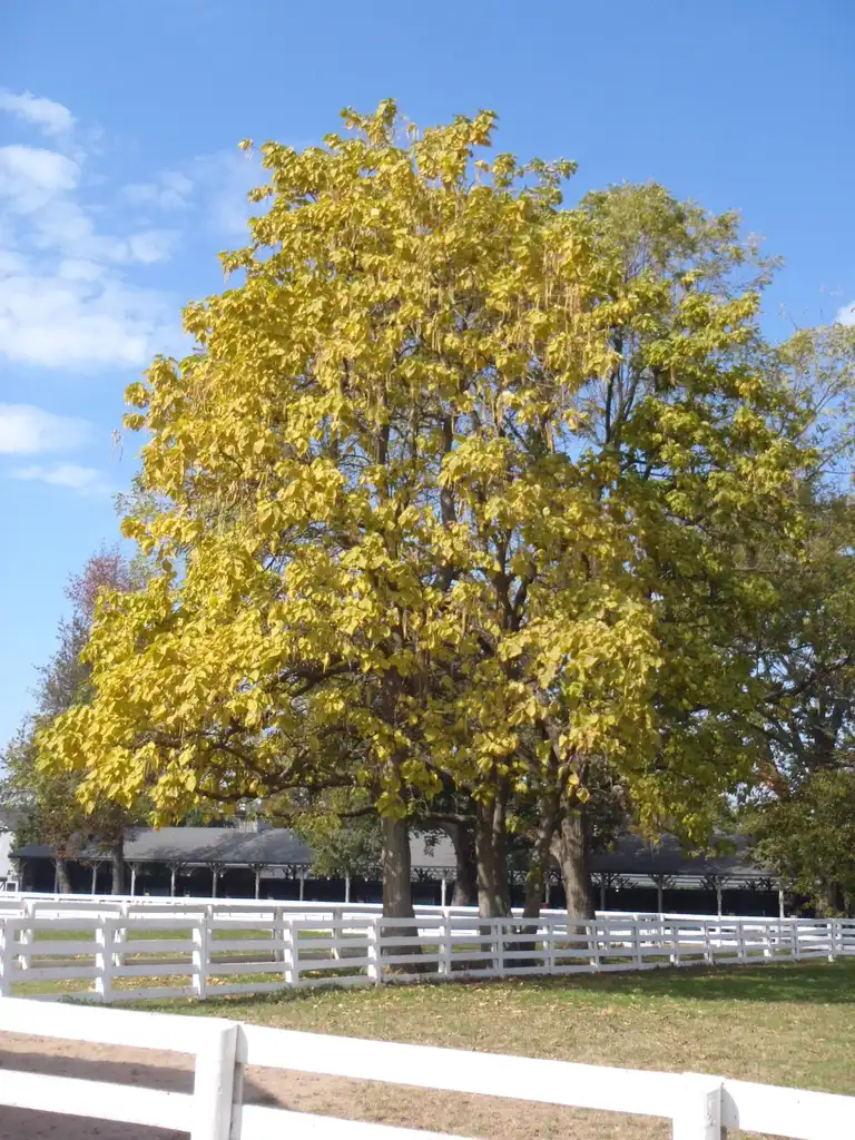 Photo of Catalpa speciosa - Fall Color:Jim Robbins