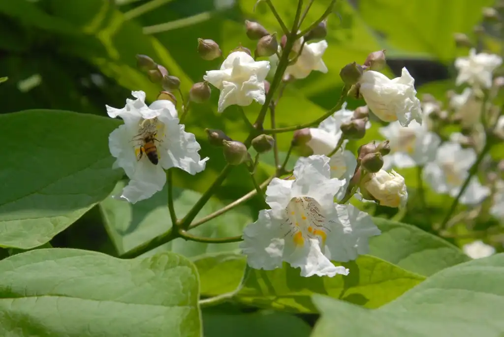 Photo of Catalpa speciosa - Flower Close-up:Jim Robbins