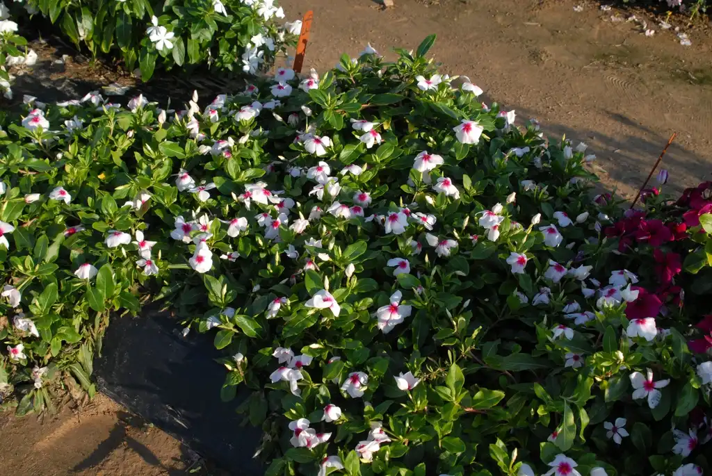 Foto de Catharanthus roseus (Catharanthus roseuss)