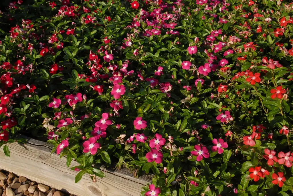 Foto de Catharanthus roseus - Mediterranean XP Rose Halo:Jim Robbins