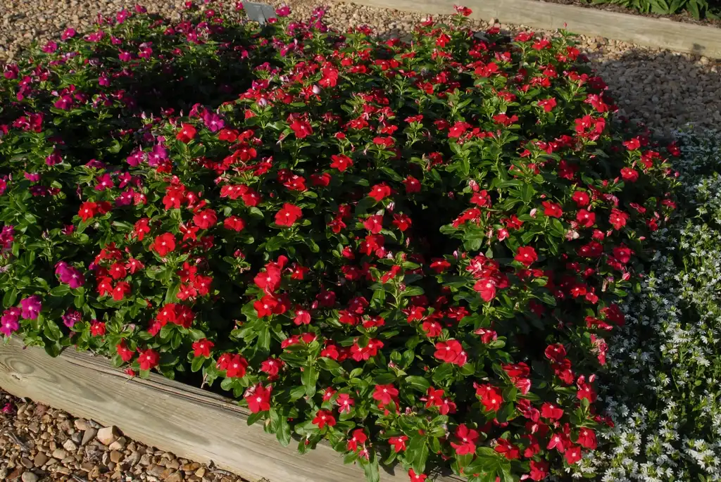 Foto de Catharanthus roseus - Nirvana Red:Jim Robbins