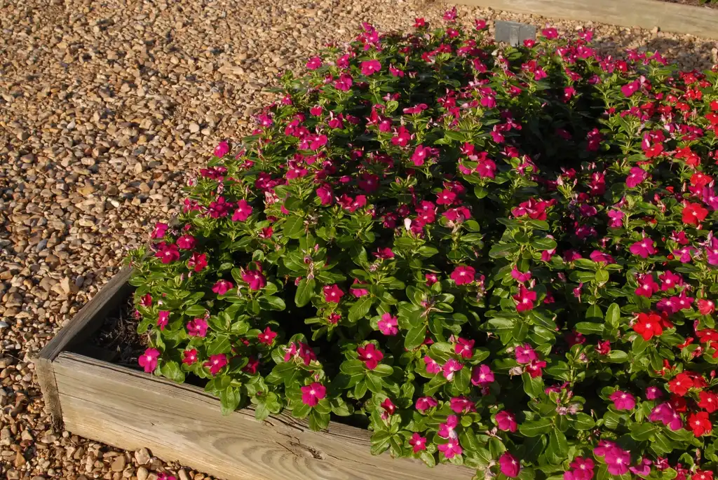 Foto de Catharanthus roseus - Nirvana Violet:Jim Robbins