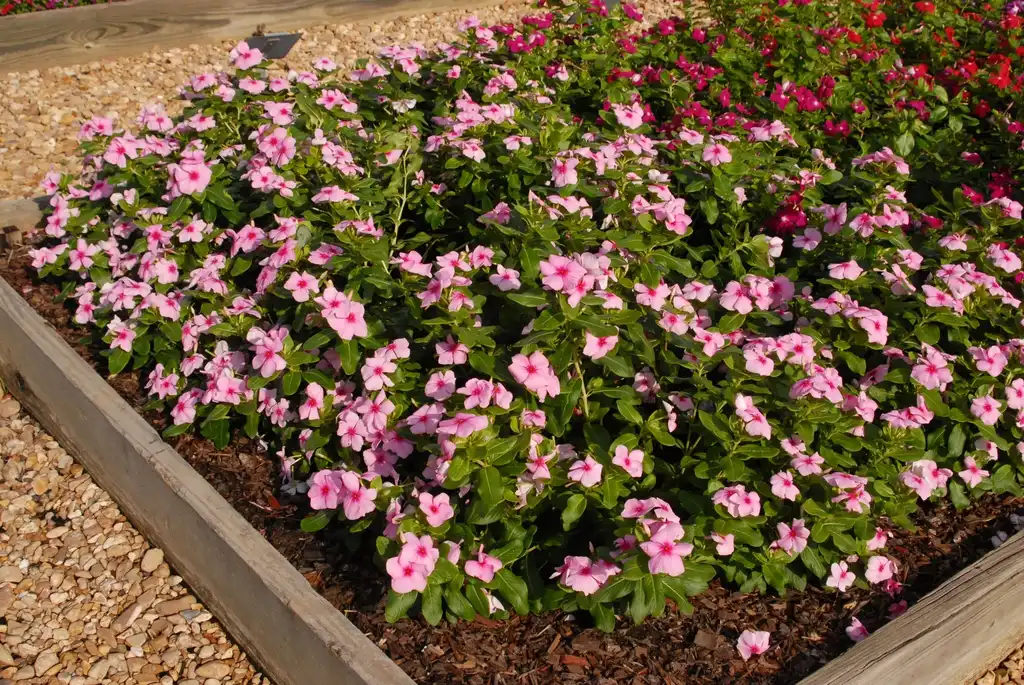 Foto de Catharanthus roseus - Nirvana Pink Blush:Jim Robbins