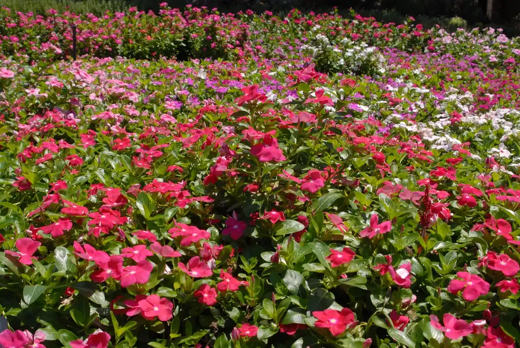 Foto de Catharanthus roseus - Cora Cascade Cherry:Jim Robbins