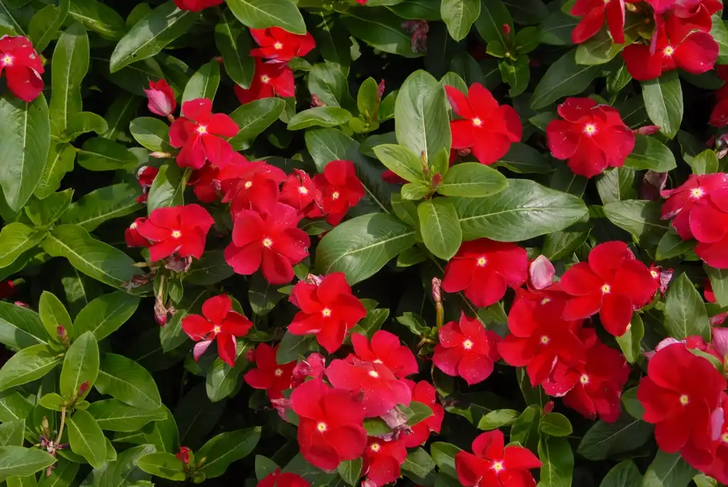 Foto de Catharanthus roseus - Cora Red:Jim Robbins