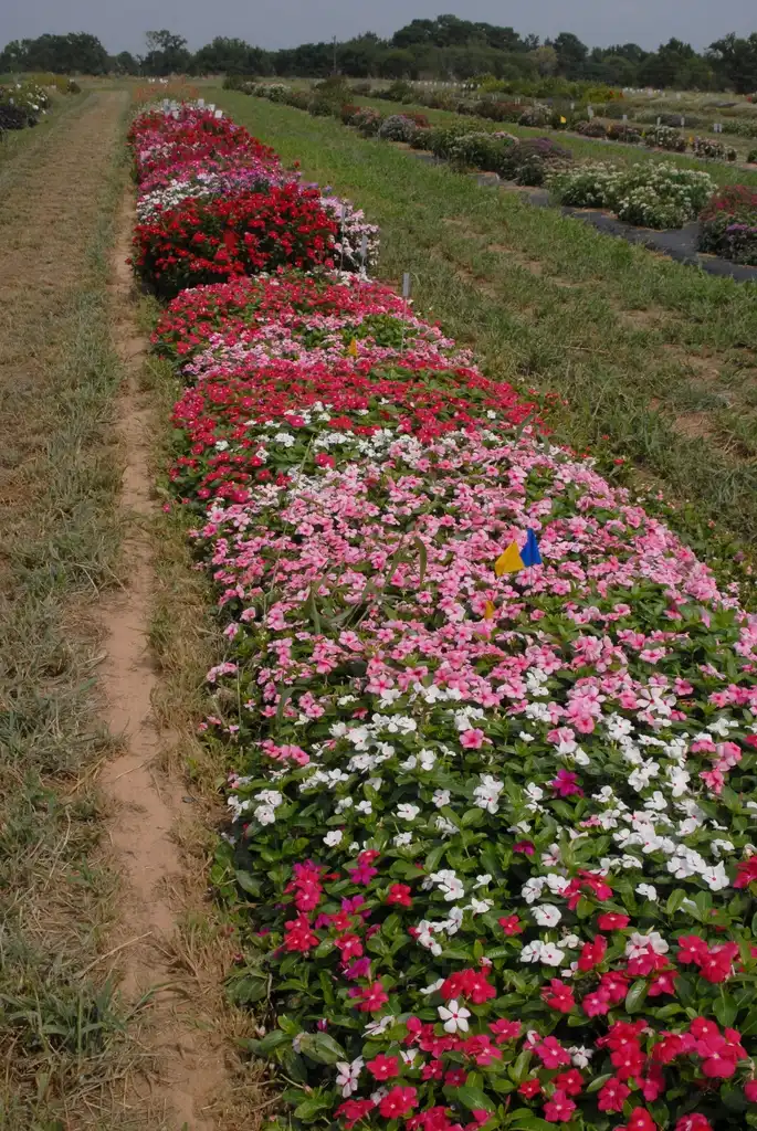 Foto de Catharanthus roseus - Plantation:Jim Robbins