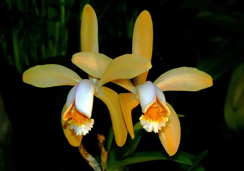 Фото Cattleya forbesii (Cattleya forbesiis)