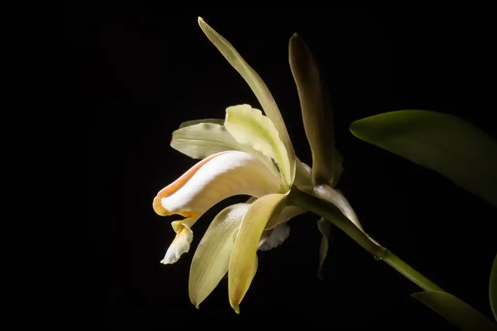 Фото Cattleya forbesii (Cattleya forbesiis)