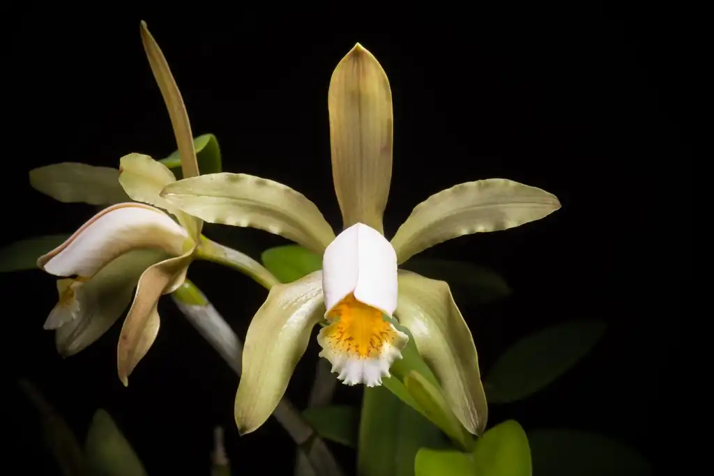 Фото Cattleya forbesii - Flower:sunoochi