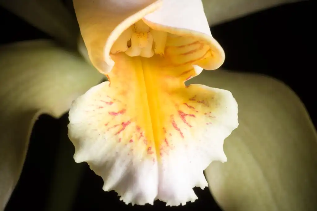 Фото Cattleya forbesii - Close up of Flower:snotch