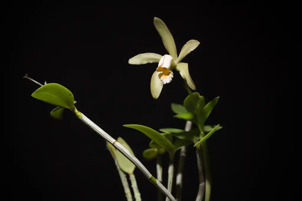 Фото Cattleya forbesii - Form:snotch
