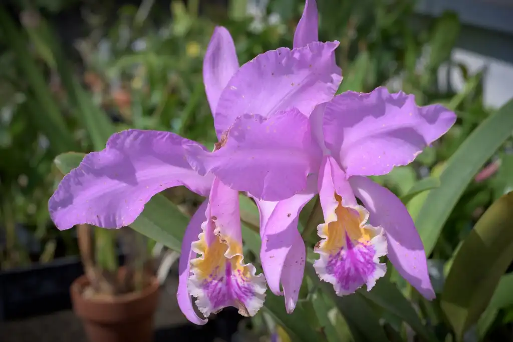 Фото Cattleya mossiae (Cattleya mossiaes)