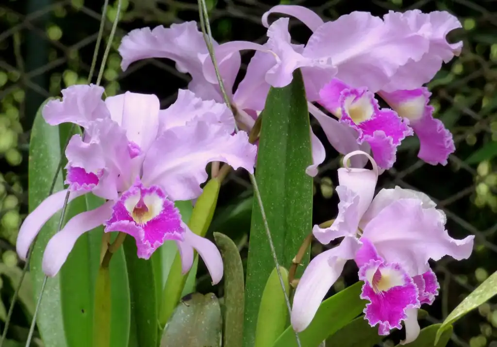Фото Cattleya trianae (Cattleya trianaes)